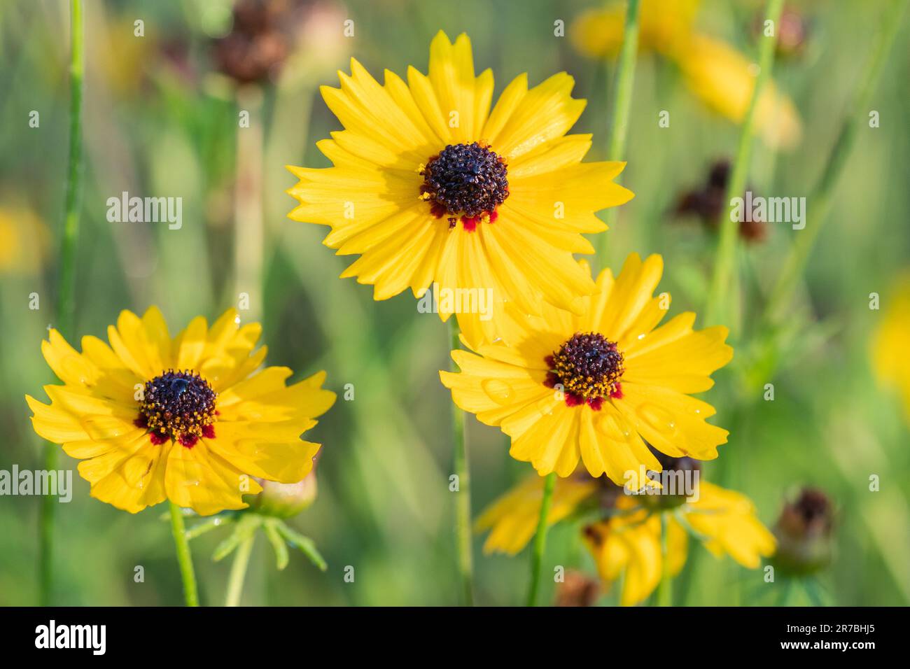 Golden wave tickseed, Coreopsis basalis, growing in a summer meadow