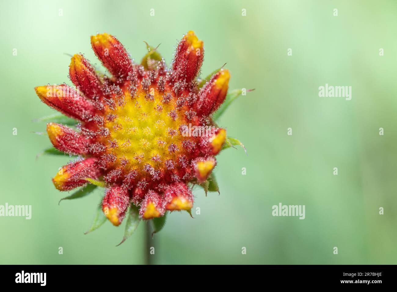 A single, dew covered blanket flower, Gaillardia pulchella, against a muted green background. Stock Photo