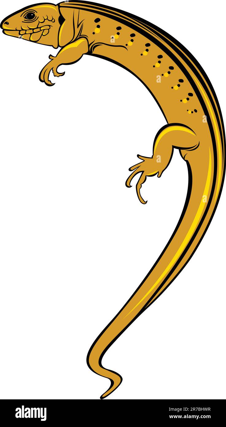 Lizard a gecko. Illustration on white background for design Stock Vector