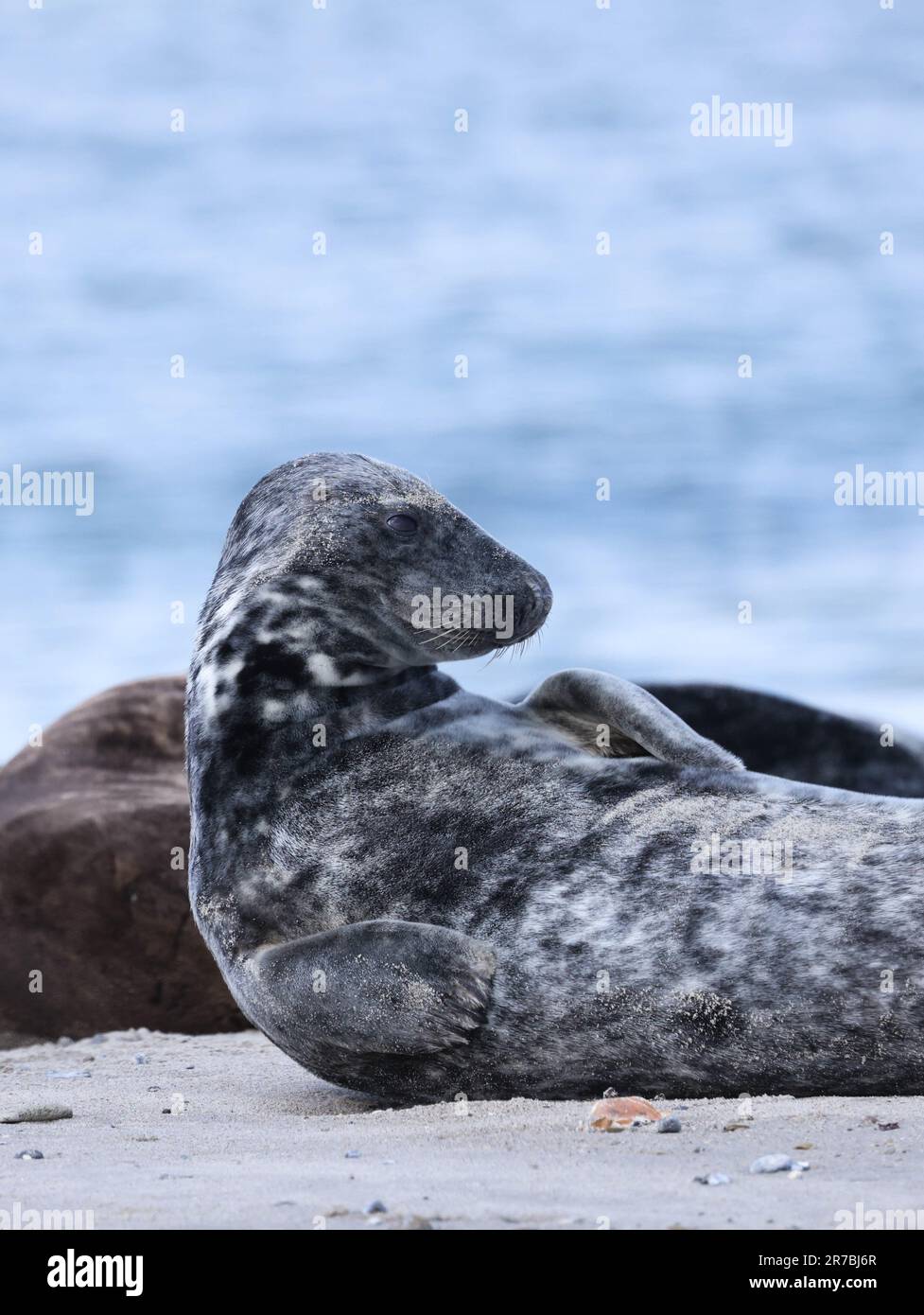 Grey seal resting on the beach Stock Photo - Alamy