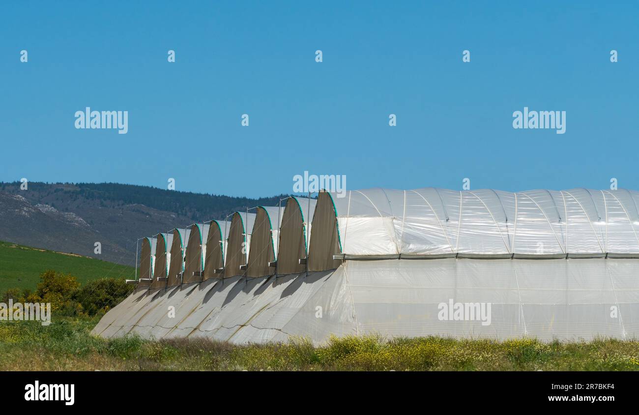 multi tunnel or poly tunnel plastic greenhouse on a farm in the Western Cape, South Africa concept agriculture and farming Stock Photo