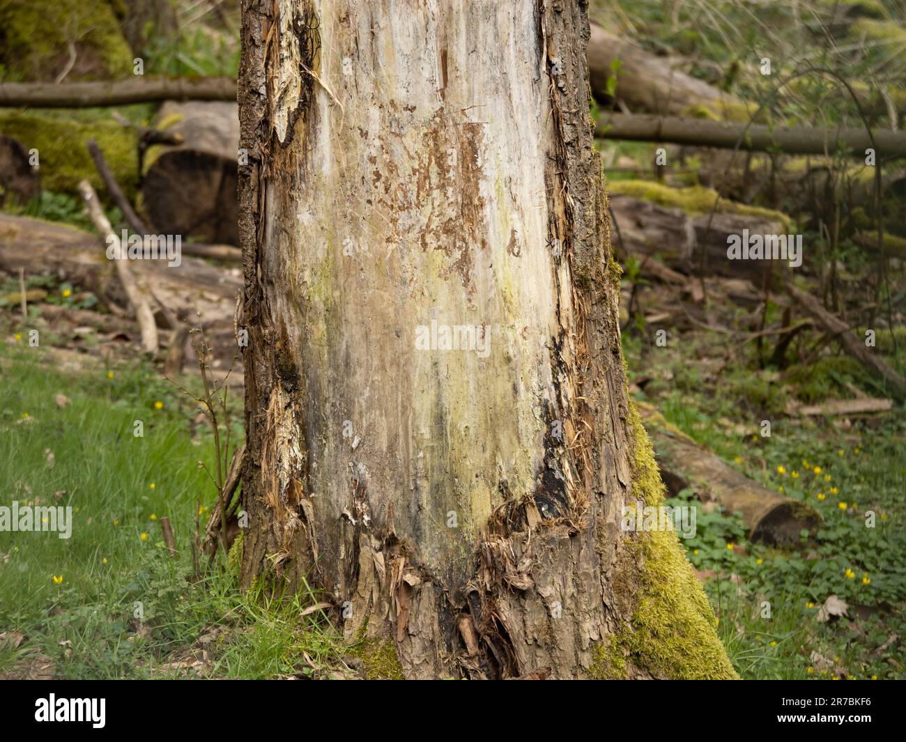 Scratched tree bark by an eurasian brown bear. Territory of an Ursus arctos in a forest. Marked tree with traces of a big male bear. Stock Photo