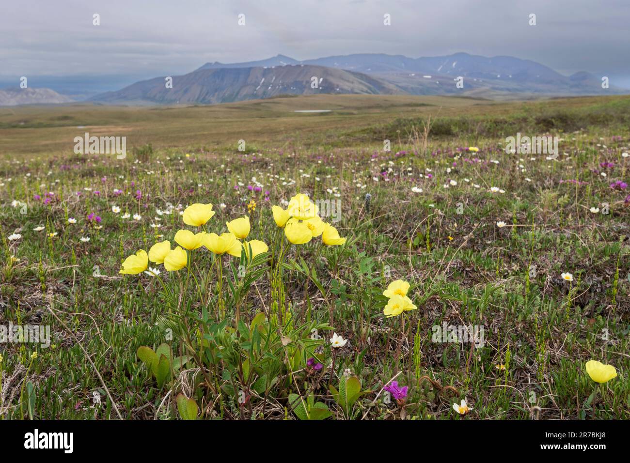 North America; United States; Alaska; Brooks Range; Arctic: Plants; Wildflowers; Arctic or Yellow Poppy; Papaver alaskanum Stock Photo