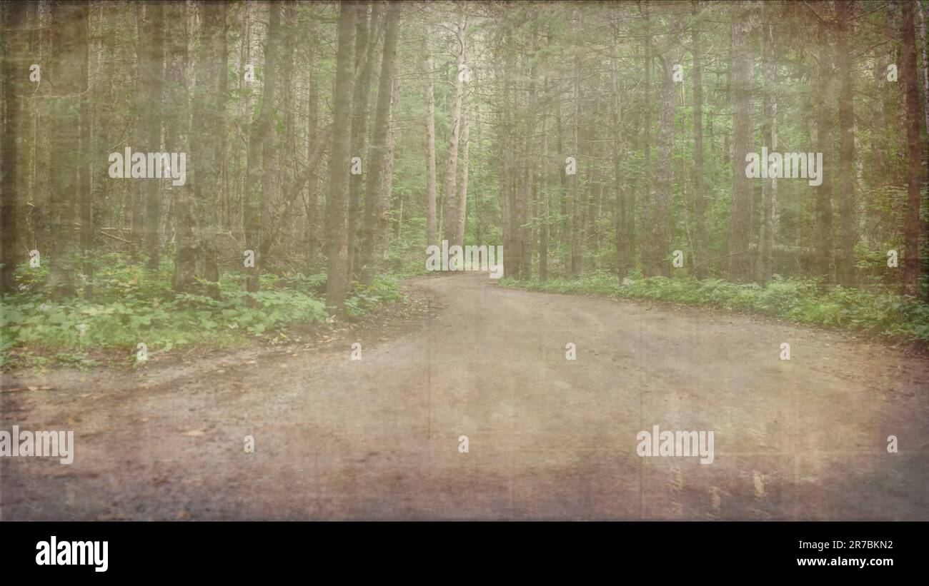 Graphic resource background template of empty dirt road through the forest trees Stock Photo