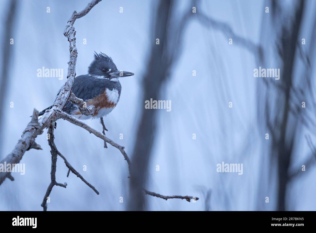 A vibrant Belted Kingfisher perched on a delicate tree branch covered by snow Stock Photo