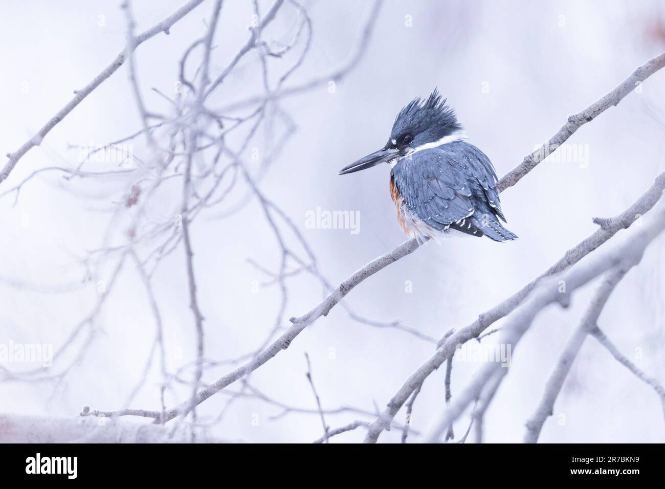 A vibrant Belted Kingfisher perched on a delicate tree branch covered by snow Stock Photo
