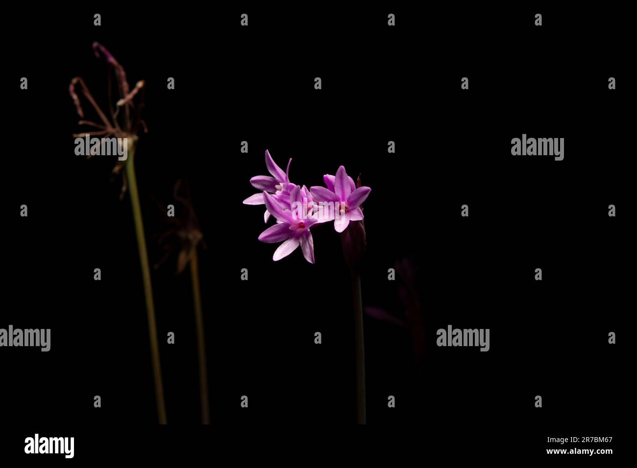 tulbaghia violacea flower on black background Stock Photo