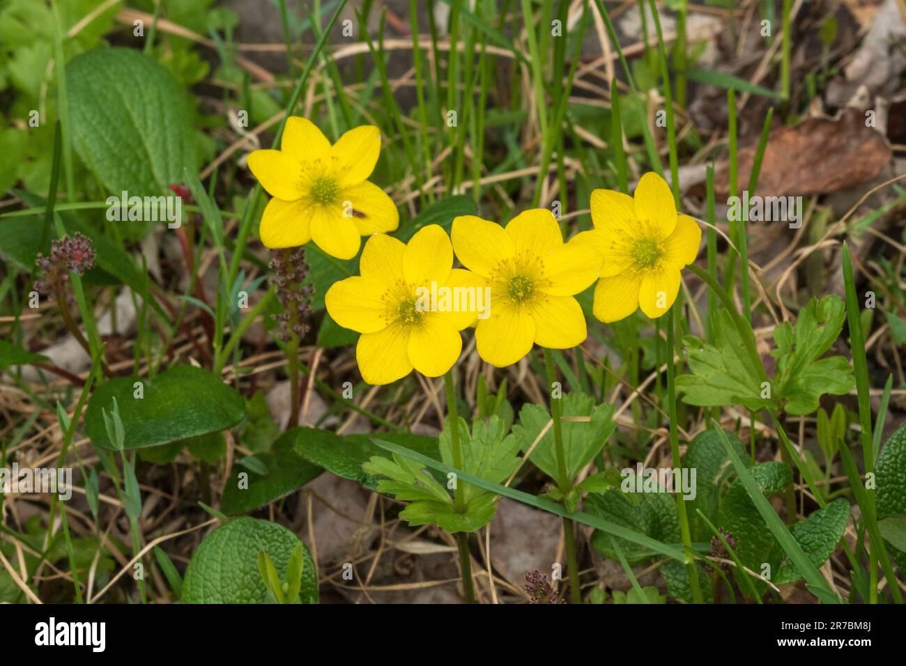 North America; United States; Alaska; Arctic;  Plants; Wildflowers; Creeping Buttercup; Ranunculus rapens L Stock Photo