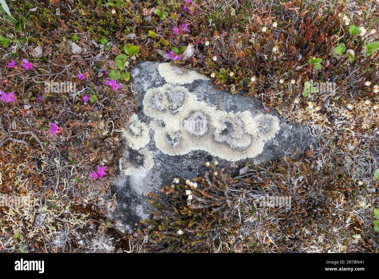 Lichens, Crustose lichen; Brooks Range, Alaska Stock Photo