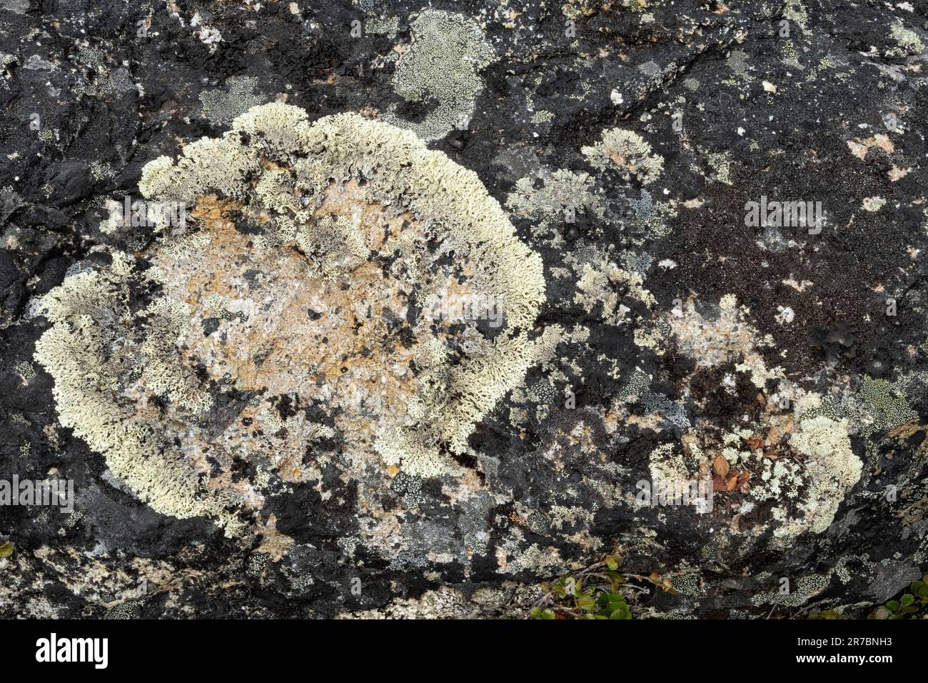 Lichens, Crustose lichen; Brooks Range, Alaska Stock Photo