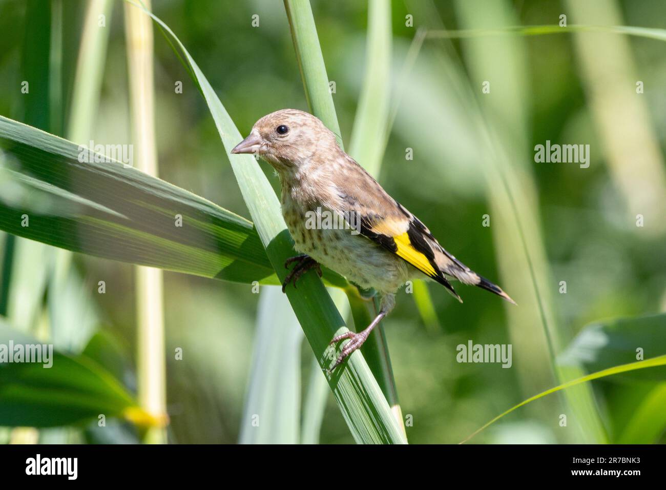 Female goldfinch on a leaf Stock Photo