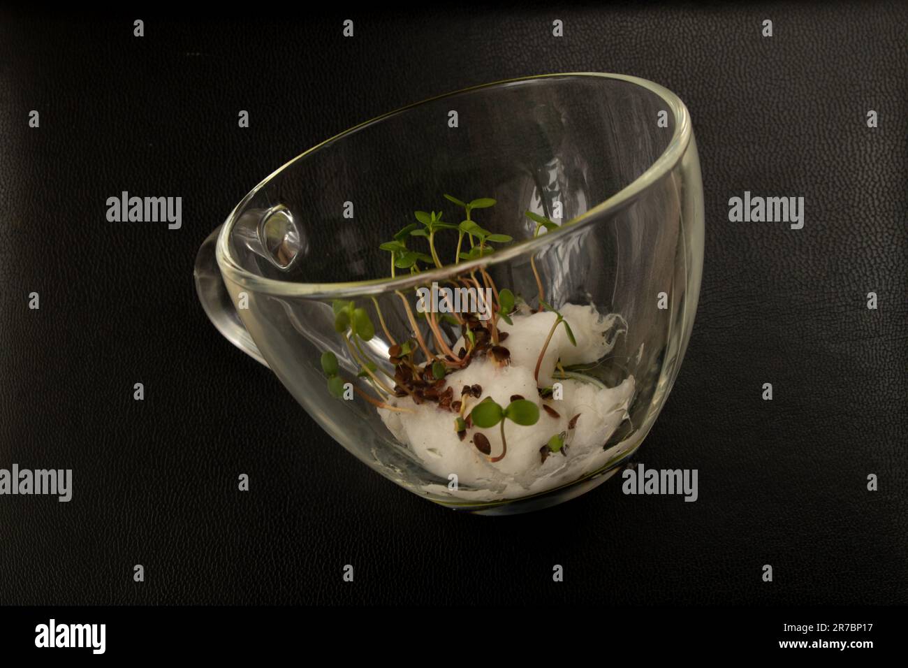 sprouted seeds in color lie in a glass cup on a black Stock Photo