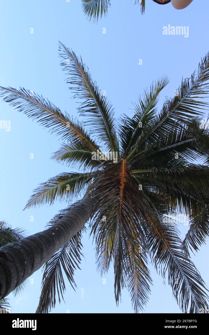 Palm tree at the Grand Oasis resort in Cancun, Mexico Stock Photo Alamy