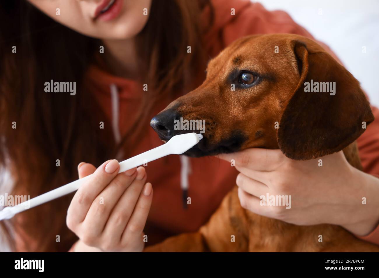 Young woman brushing teeth of her dachshund dog in bedroom, closeup