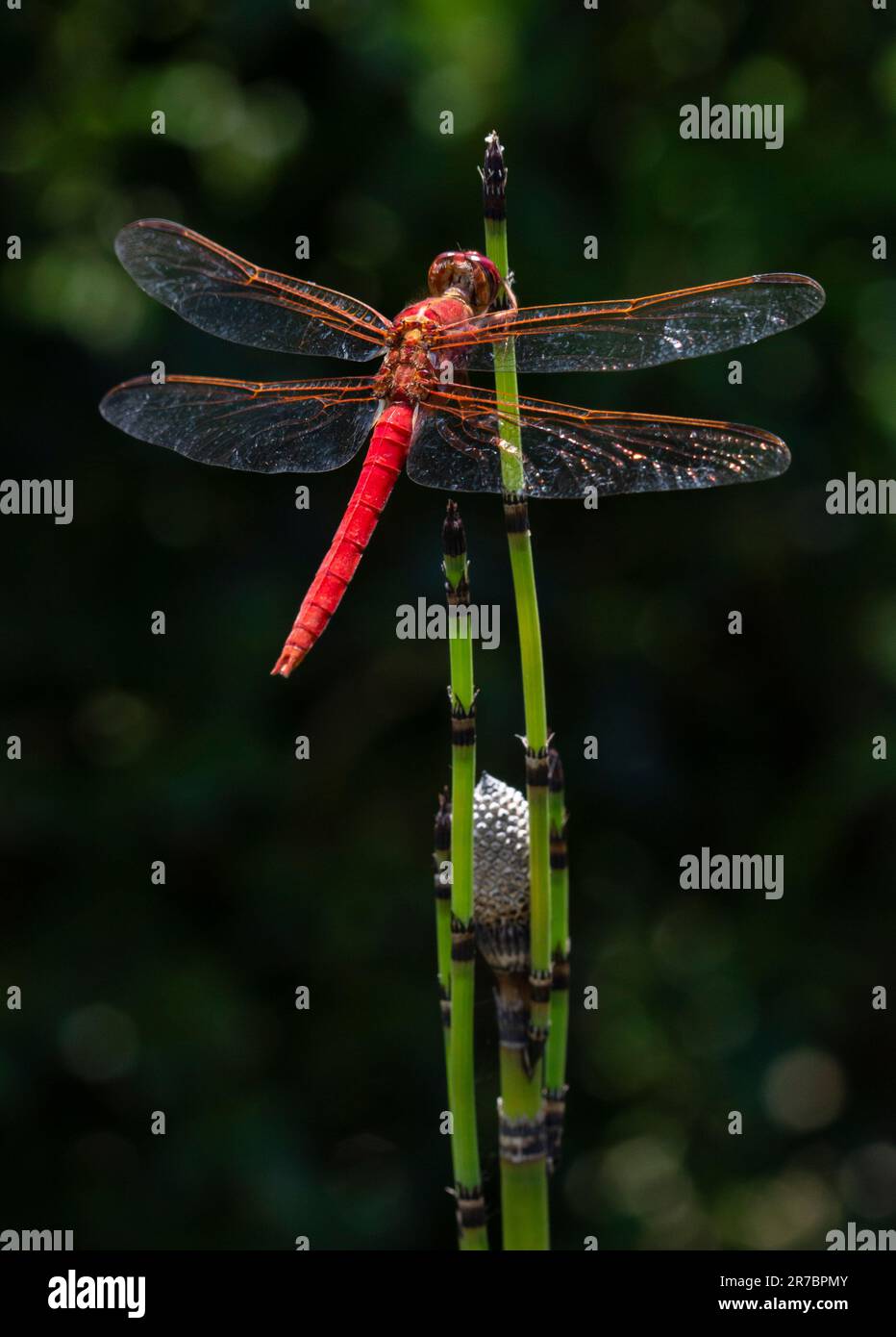 dragonfly posing on a plant Stock Photo - Alamy