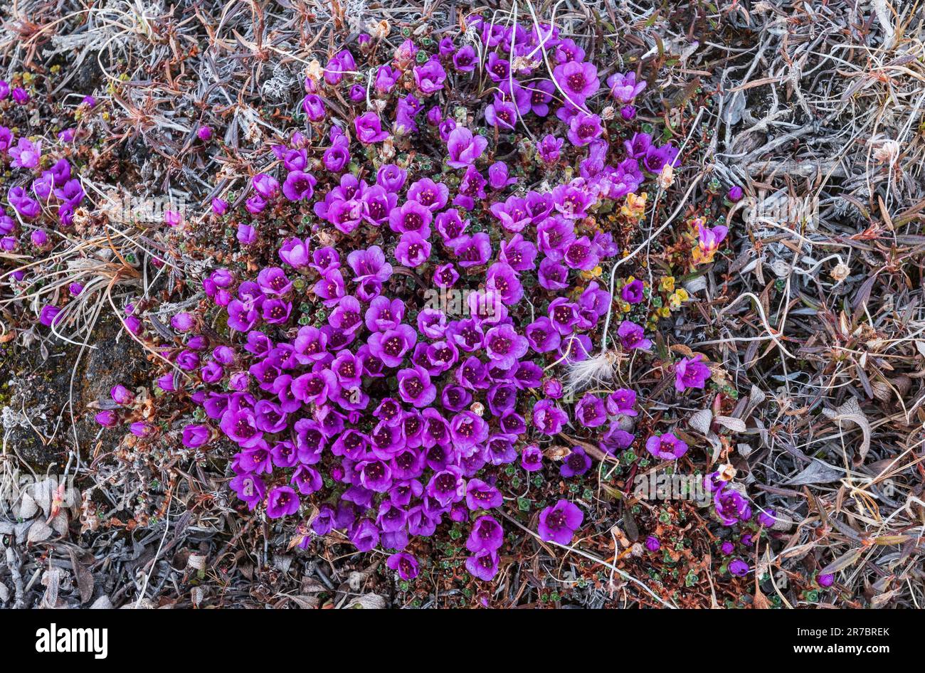 Arctic wildflowers hi-res stock photography and images - Alamy