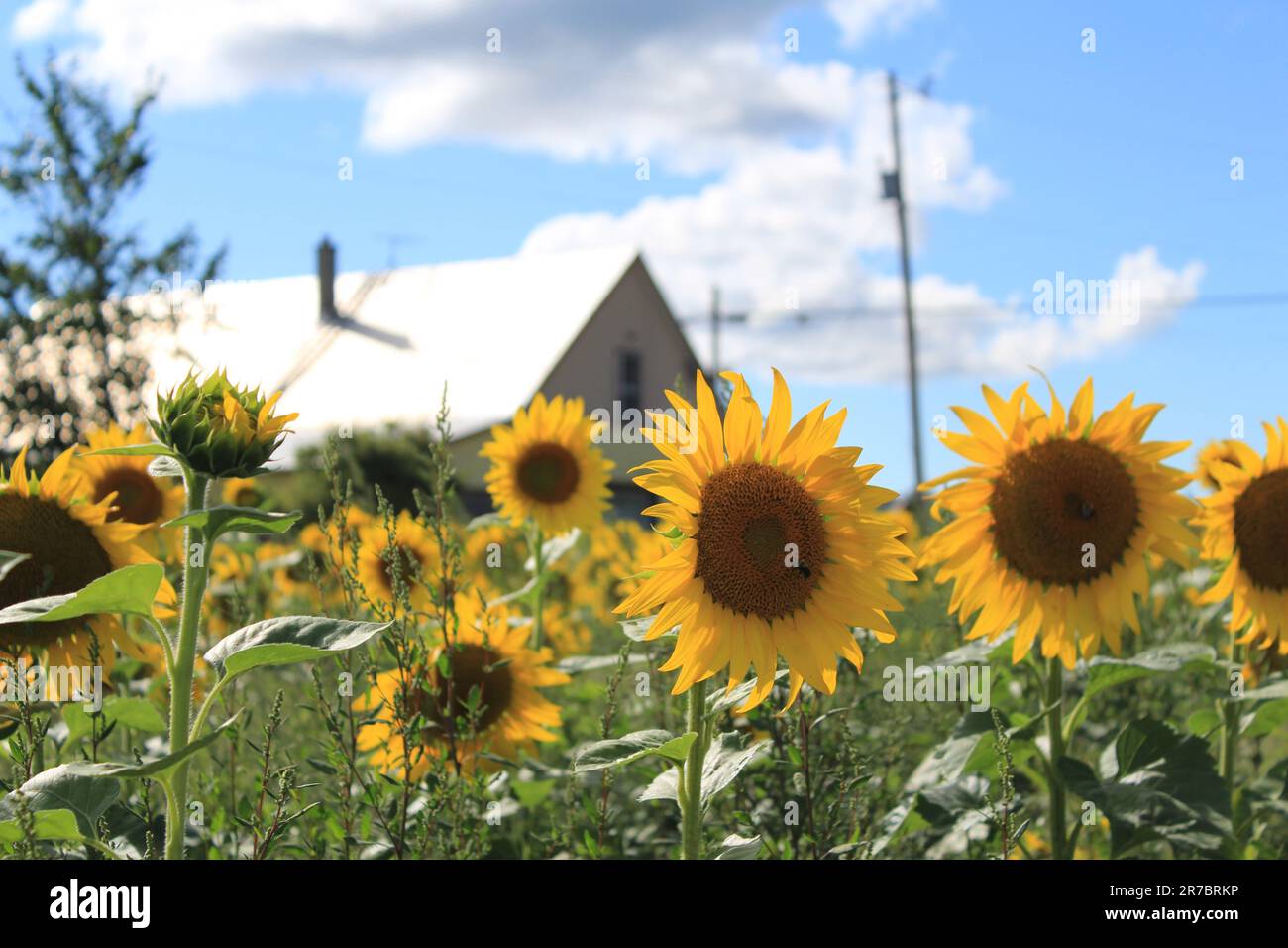Sunflowers (Helianthus annuus Asterales) in a sunflower field in Ottawa