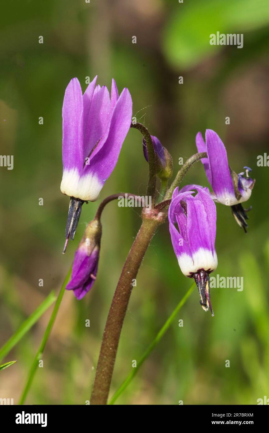 North America; United States; Alaska; Arctic; Spring; Wildflower; Shooting Star; Dodecatheon pulchellum Stock Photo