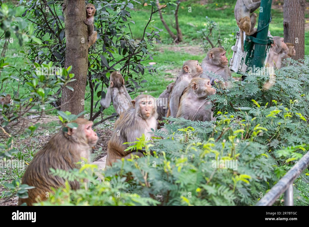 NATURAL MOUNTAIN MONKEYS MultiBOXCOYOTE