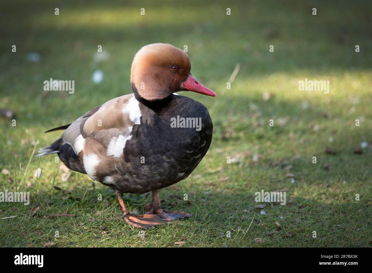 The red-crested pochard is a large diving duck Stock Photo - Alamy