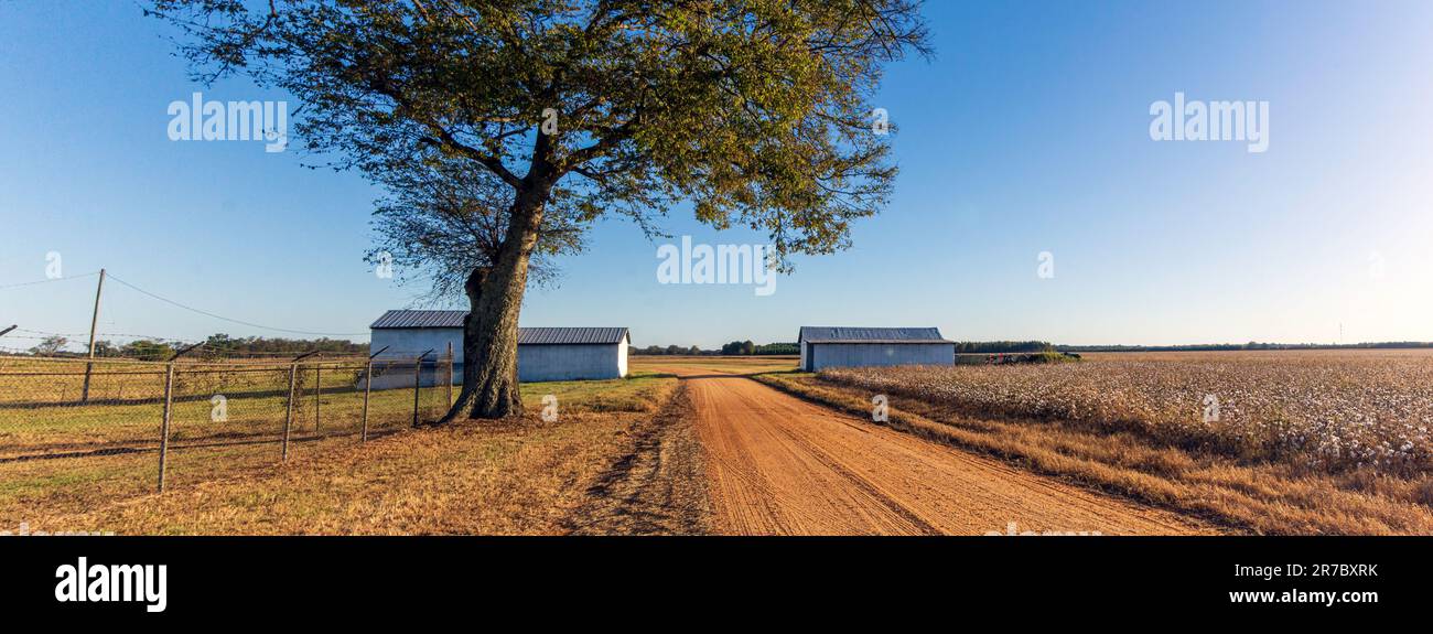 Agricultural background banner of a red dirt road with cotton fields