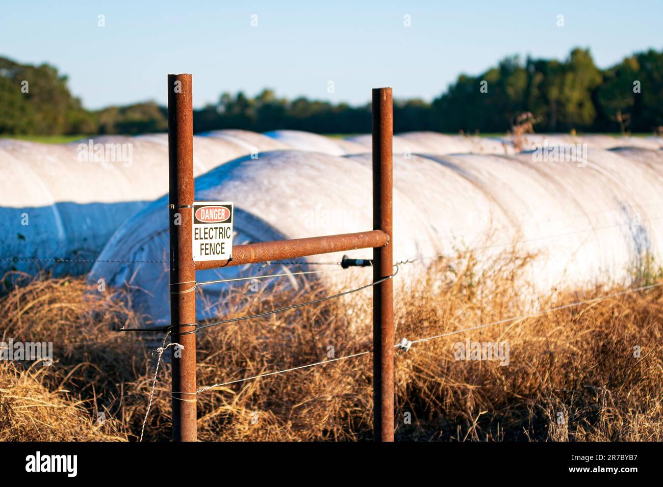 Rows of plastic-wrapped hay bales, known as haylage, behind an electrified fence in a field. Stock Photo