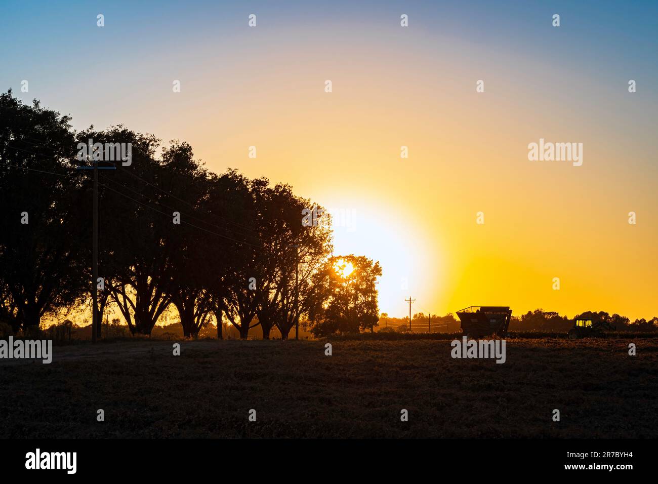 Agriculture background of a beautiful vivid sunset on the farm overlooking a newly dug peanut field with silhouetes of farm equiptment and trees in th Stock Photo