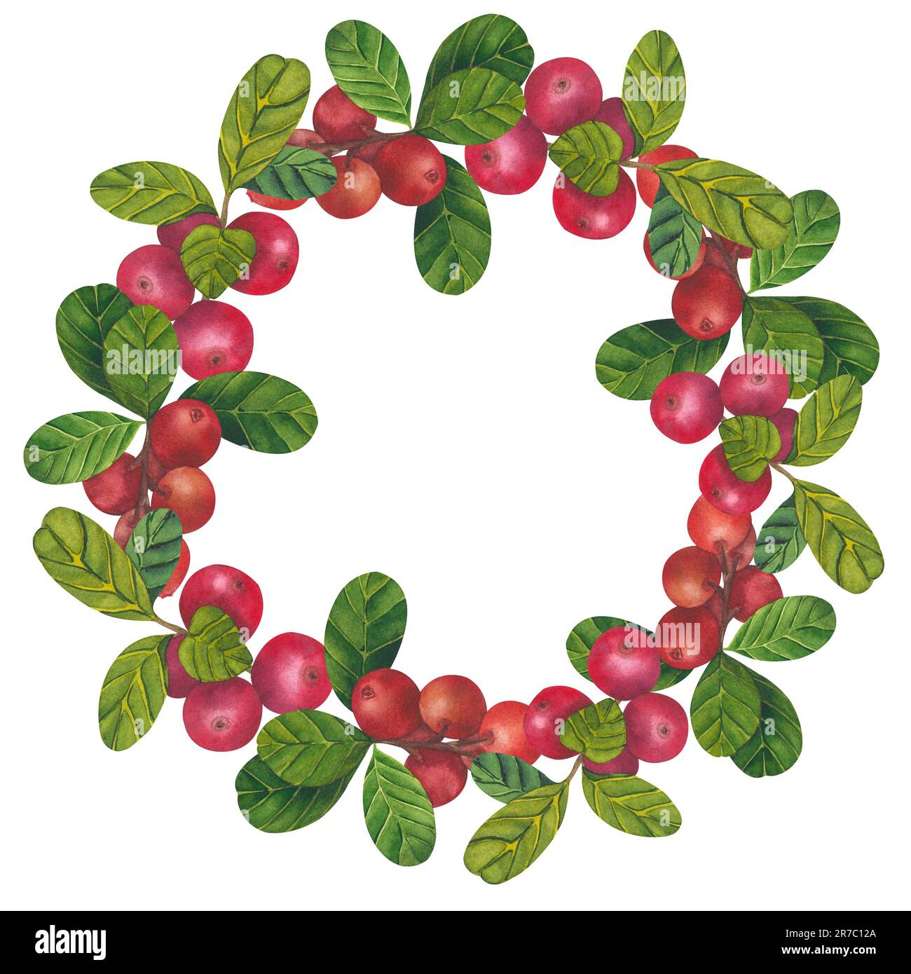 Botanical illustration cranberry hi-res stock photography and ...