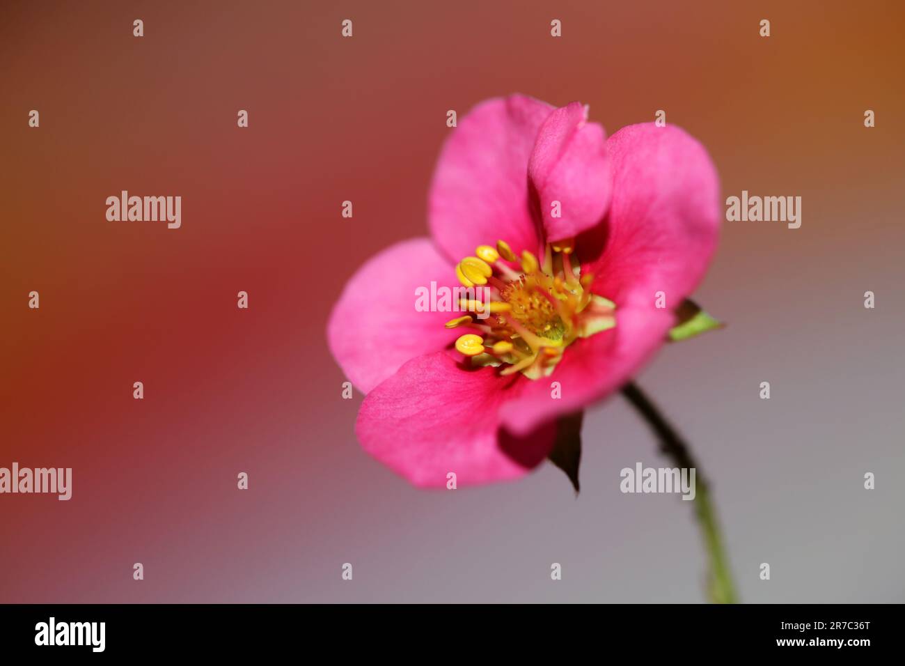 Pink strawberry flower blossom close up botanical background fragaria ...