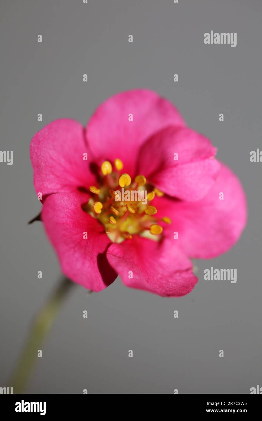 Pink strawberry flower blossom close up botanical background fragaria ...