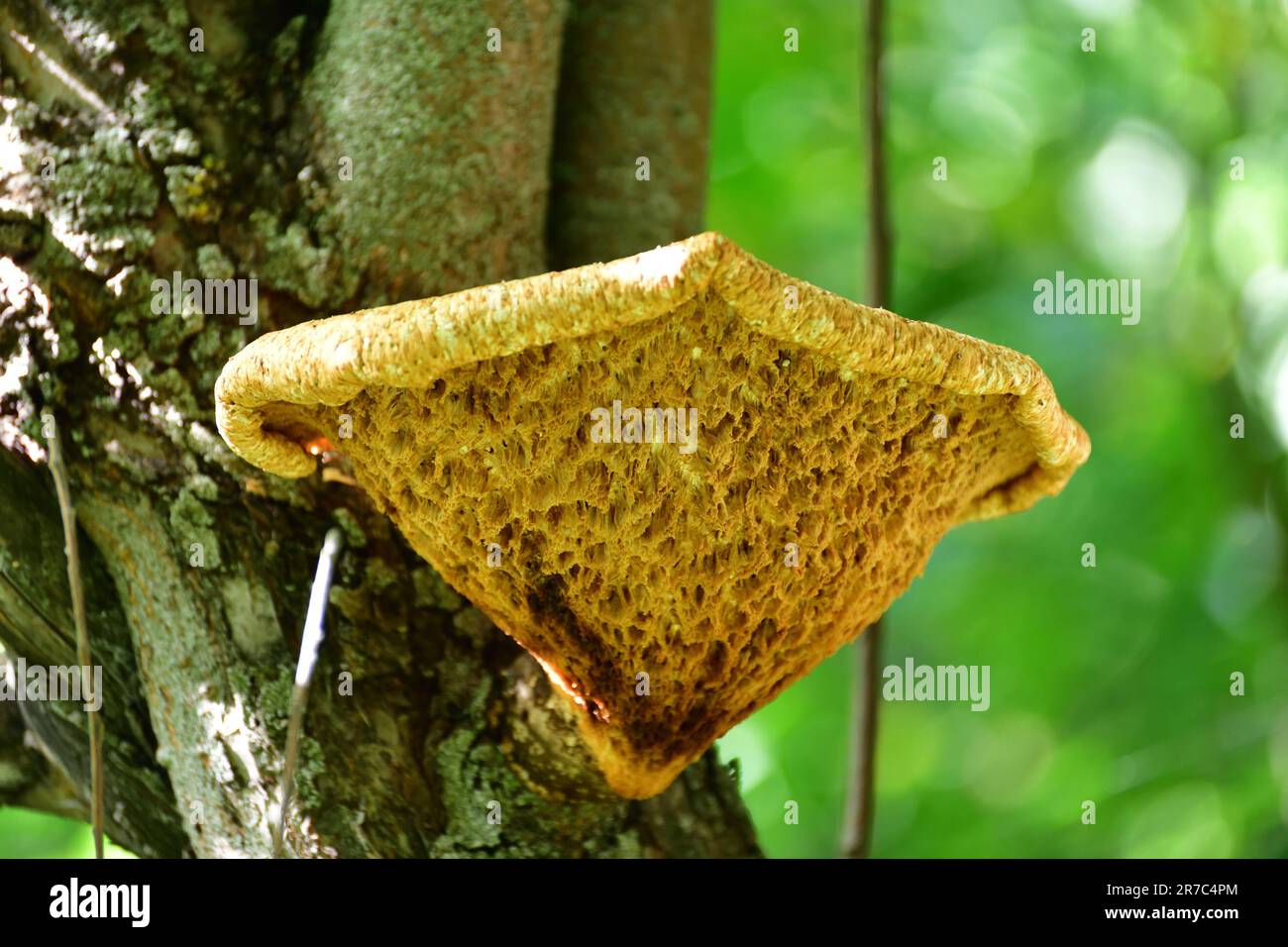 Large tinder fungus on tree trunk Stock Photo