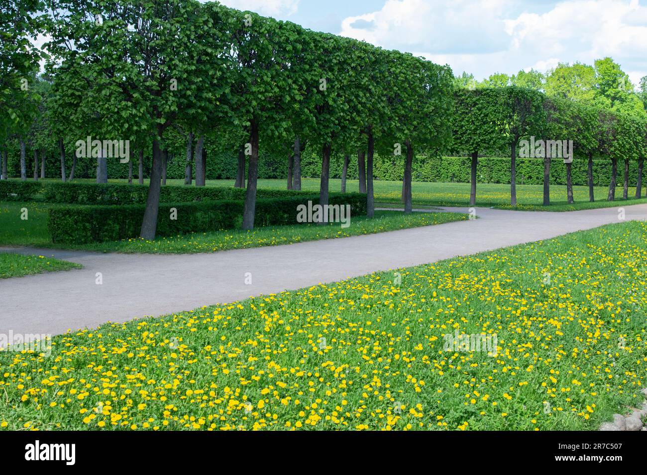 Topiary haircut of trees and shrubbery in the form of a cube. Shrubbery hedge. Spring blooms of dandelions on the lawn. English landscaping. Stock Photo