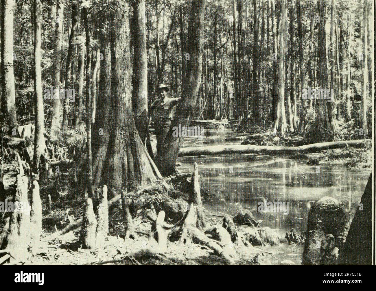 Enlarged trunks and "knees" of cypress trees Stock Photo Alamy