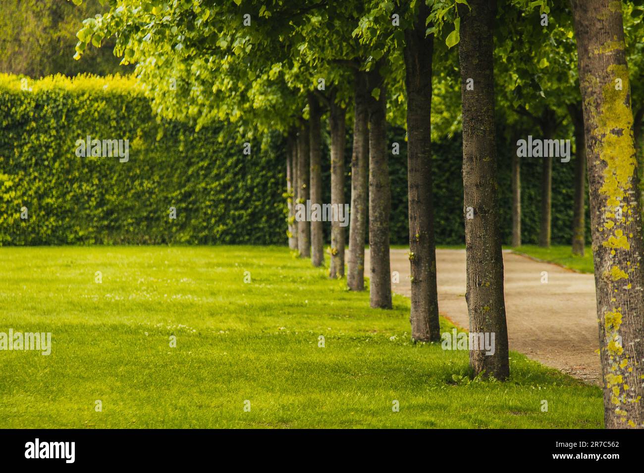 Beautiful panorama landscape with sun and forest and meadow at sunrise ...
