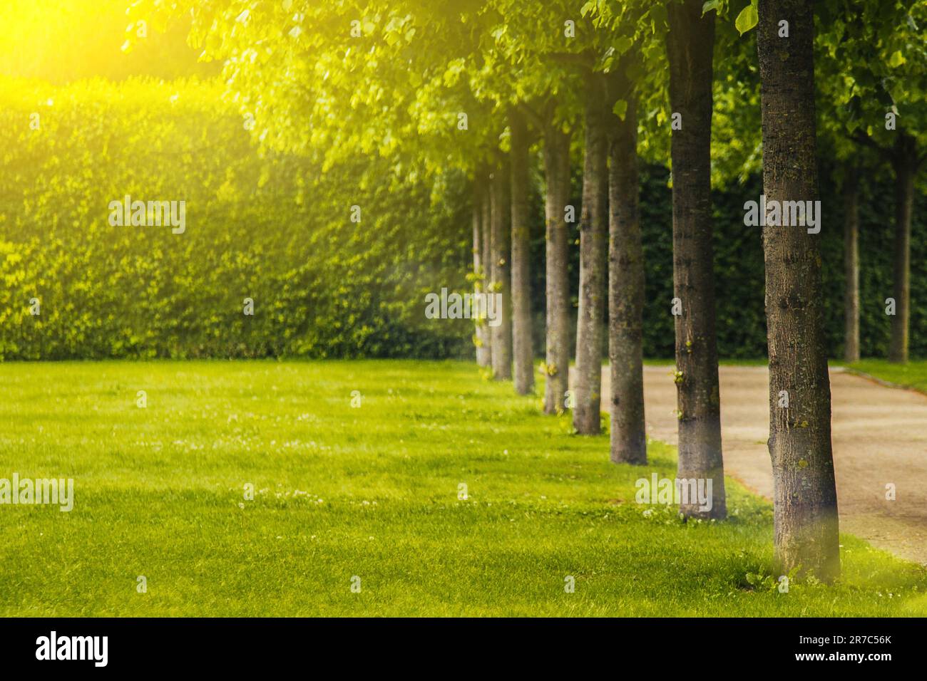 Beautiful panorama landscape with sun and forest and meadow at sunrise ...