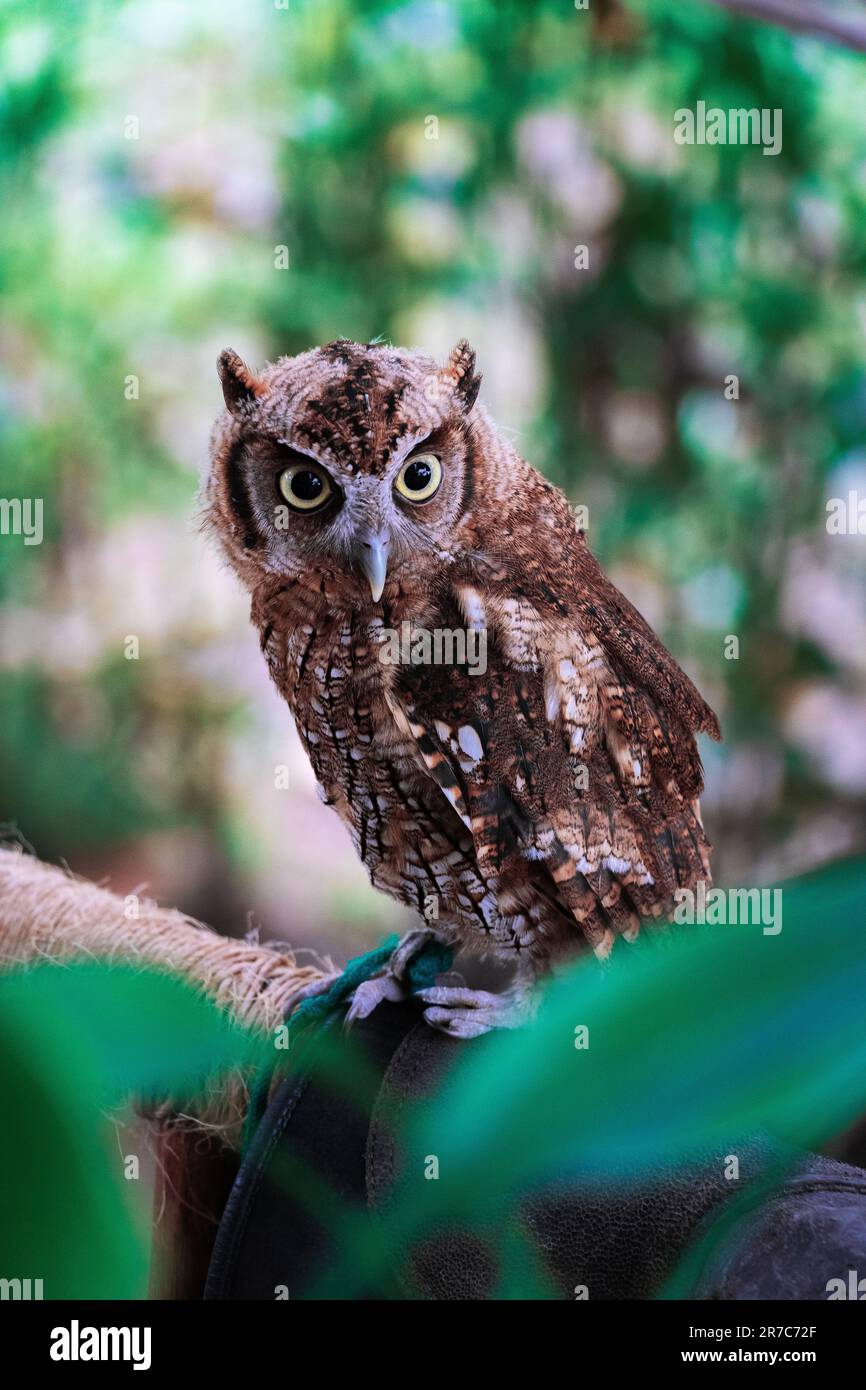 Amazon owl Stock Photo