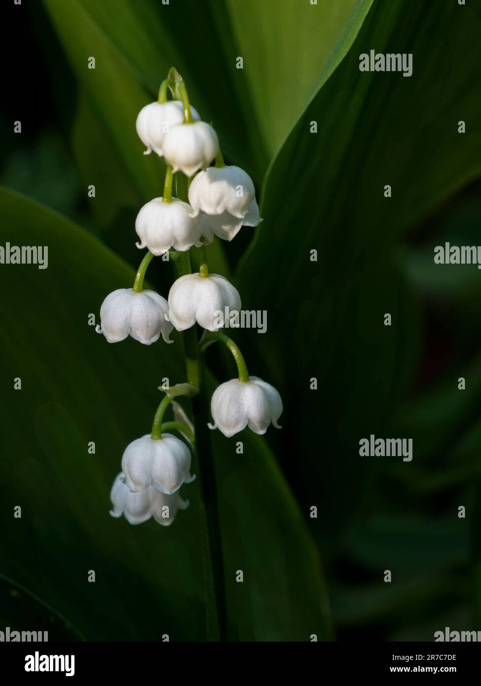 Stem of flowers of Lily of the valley on the dark green foliage background Stock Photo