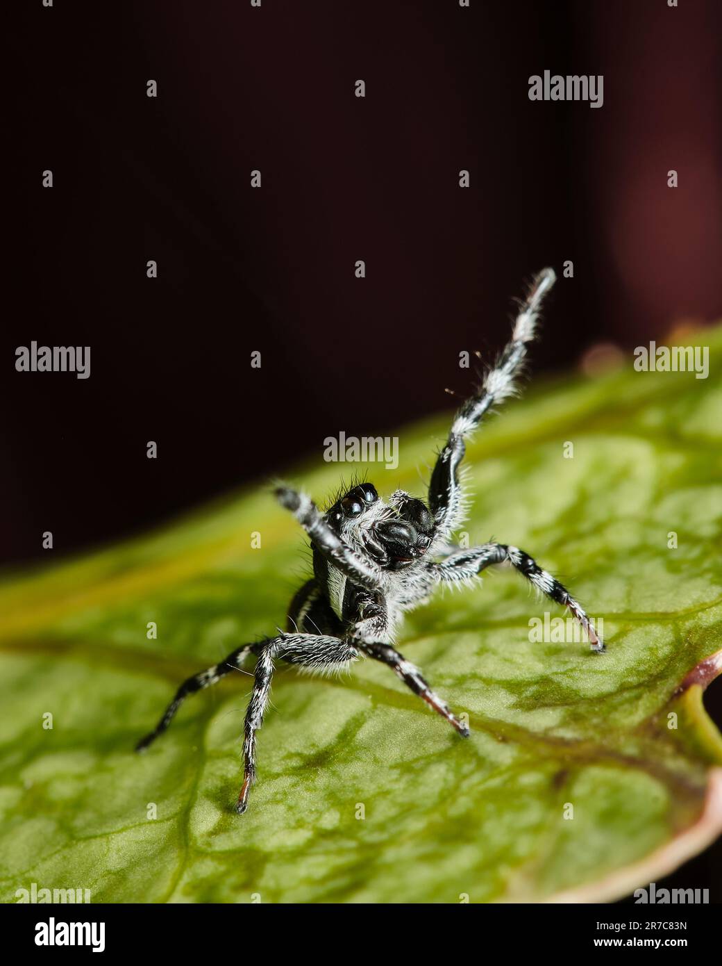 A macro closeup shot of a small arachnid with its front legs raised Stock Photo