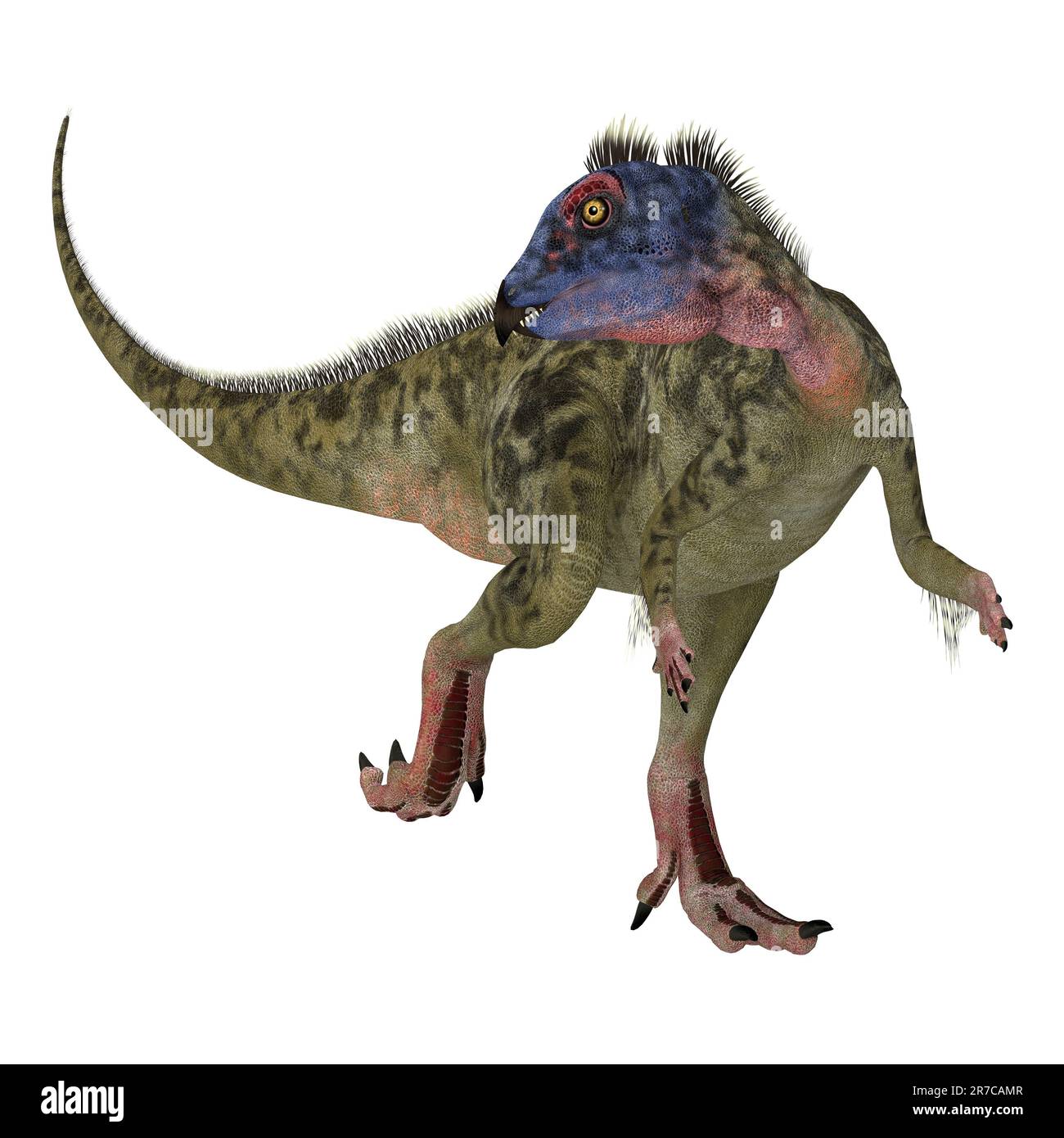 Hypsilophodon was a omnivorous ornithopod dinosaur that lived in England during the Cretaceous Period. Stock Photo