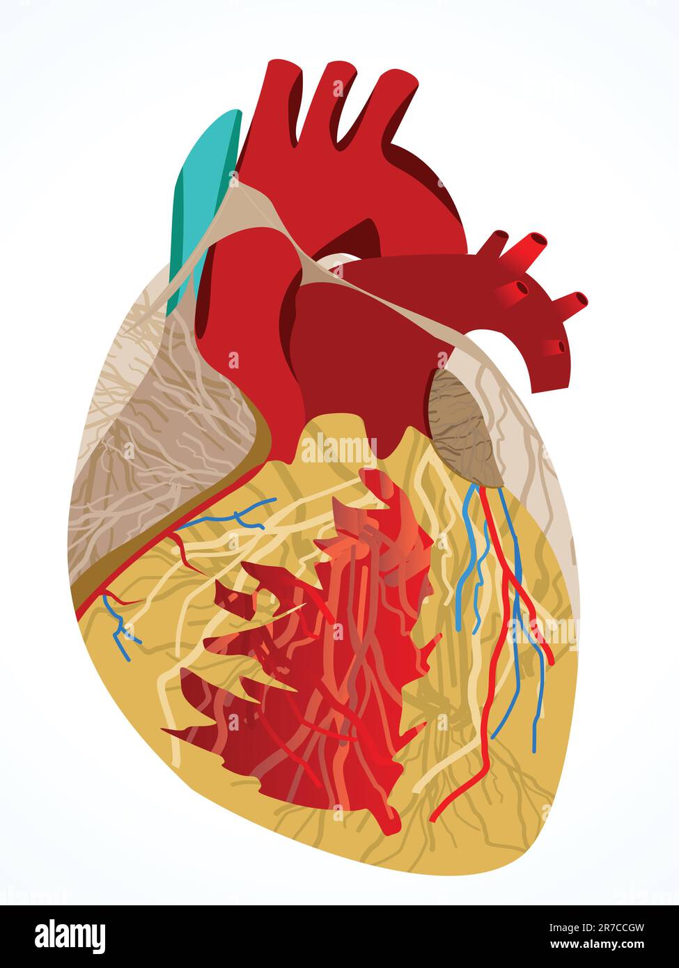 abstract human heart vector illustration Stock Vector