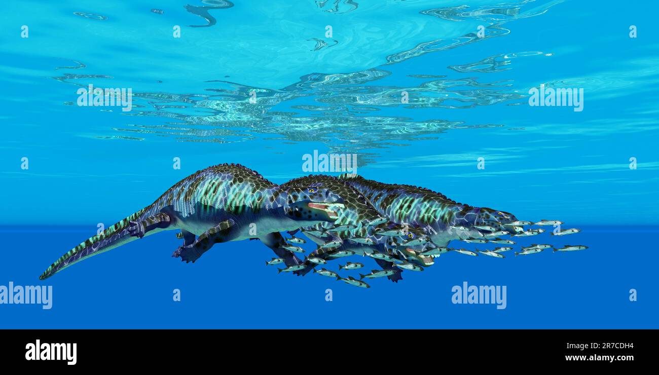 Placodus hunt Anchovy Fish - A school of Anchovy fish try to elude three Placodus marine reptiles. Stock Photo