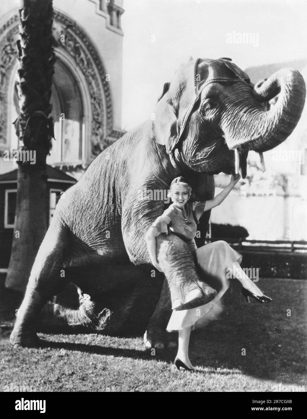 Chicago, Illinois:  December 21, 1931 Actress Joan Blondell tries out a new elephant dance at the First National studio where she is filmihg 'Union Depot'. Stock Photo