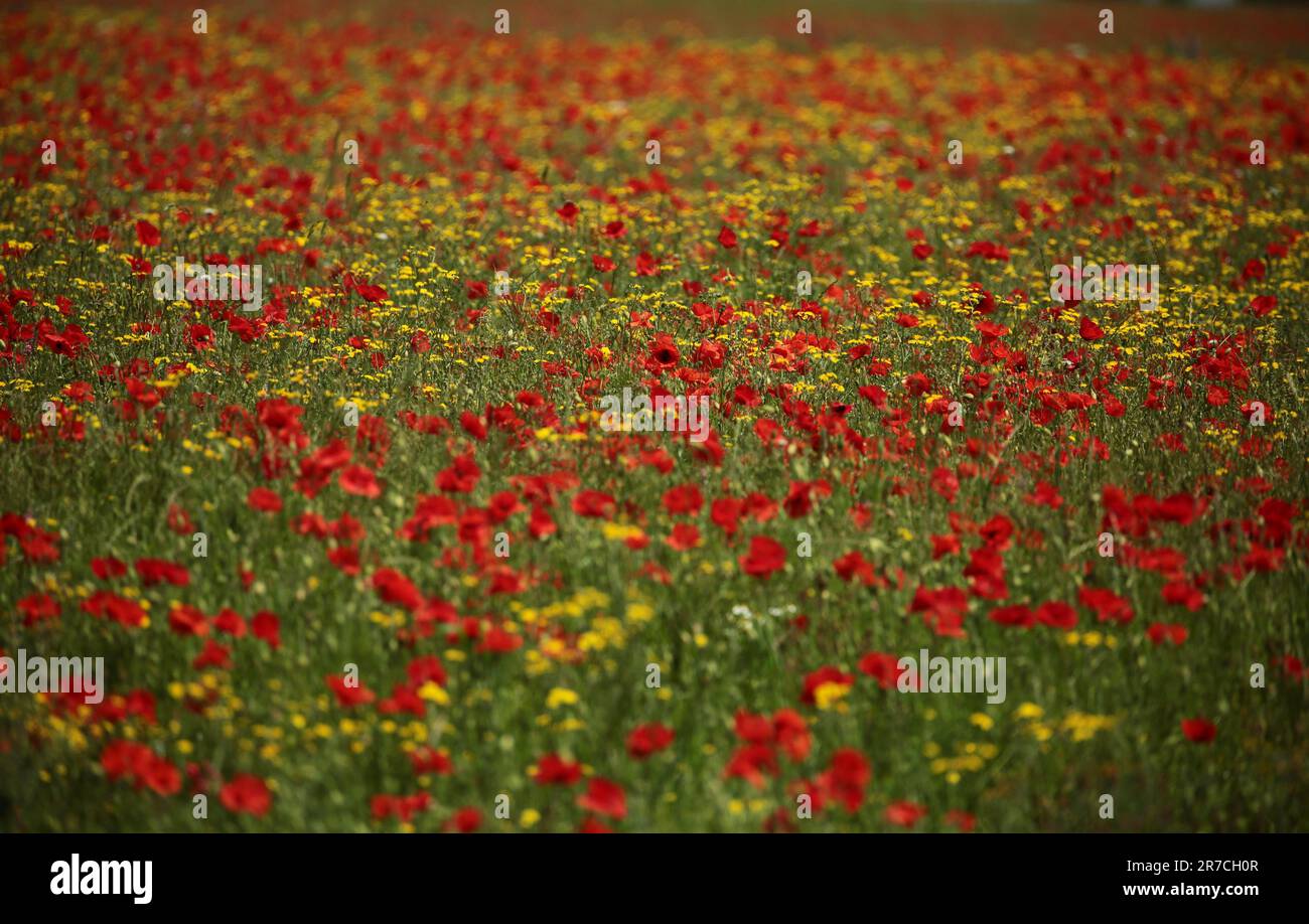 Monet type poppies hi-res stock photography and images - Alamy