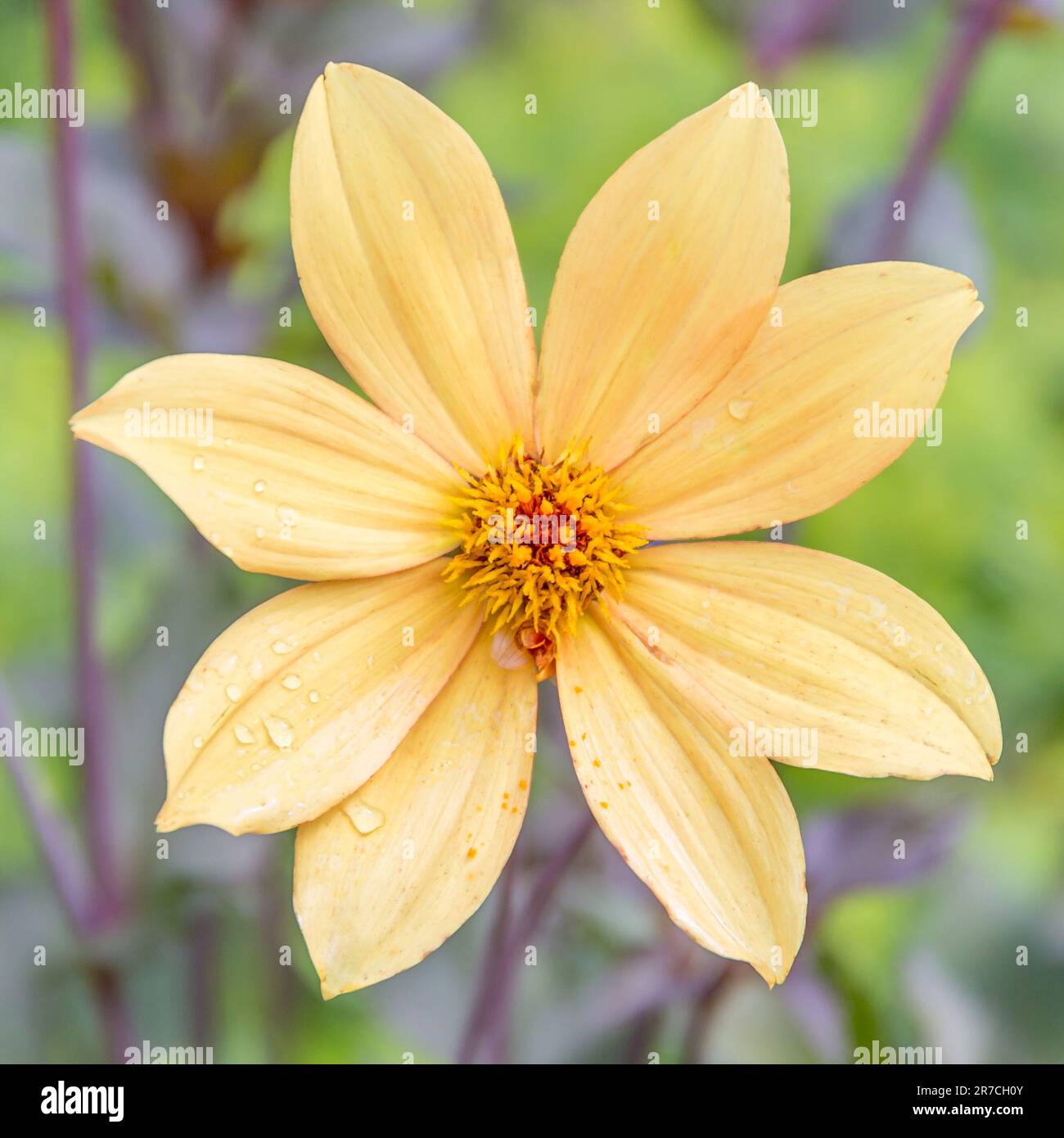 Andreas dahl hi-res stock photography and images - Alamy