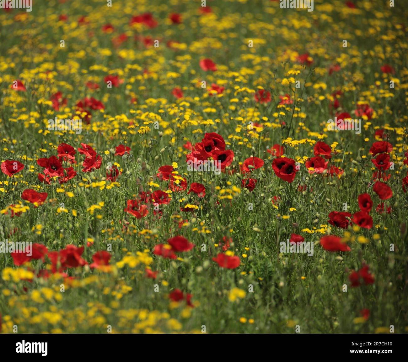 Wild poppies monet hi-res stock photography and images - Alamy