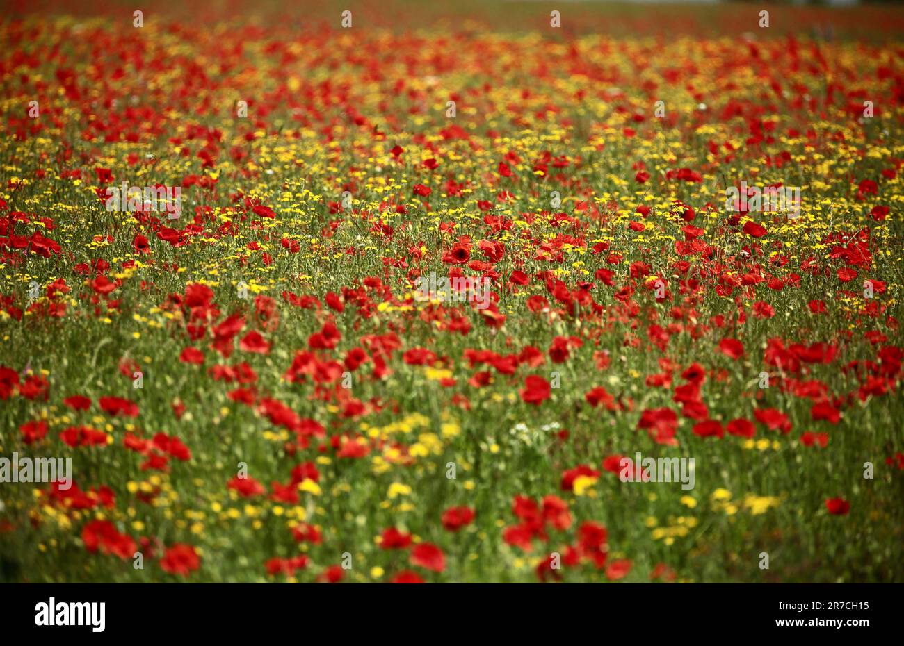 Wild poppies monet hi-res stock photography and images - Alamy