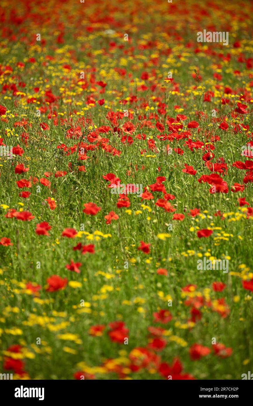 Wild poppies monet hi-res stock photography and images - Alamy