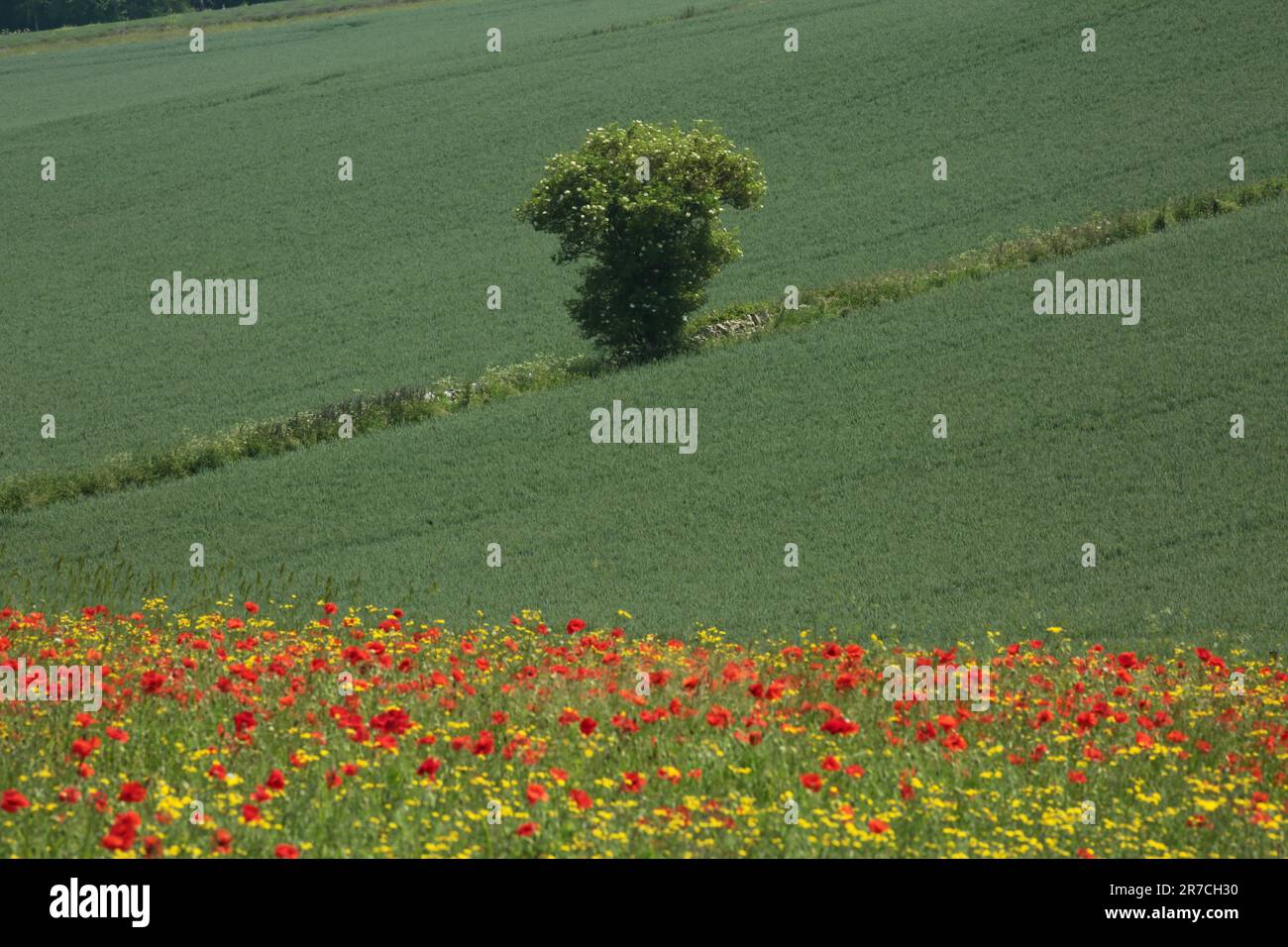 Wild poppies monet hi-res stock photography and images - Alamy