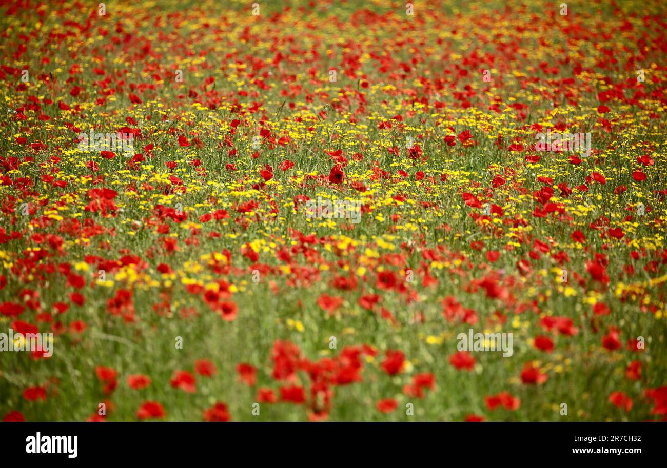 Wild poppies monet hi-res stock photography and images - Alamy