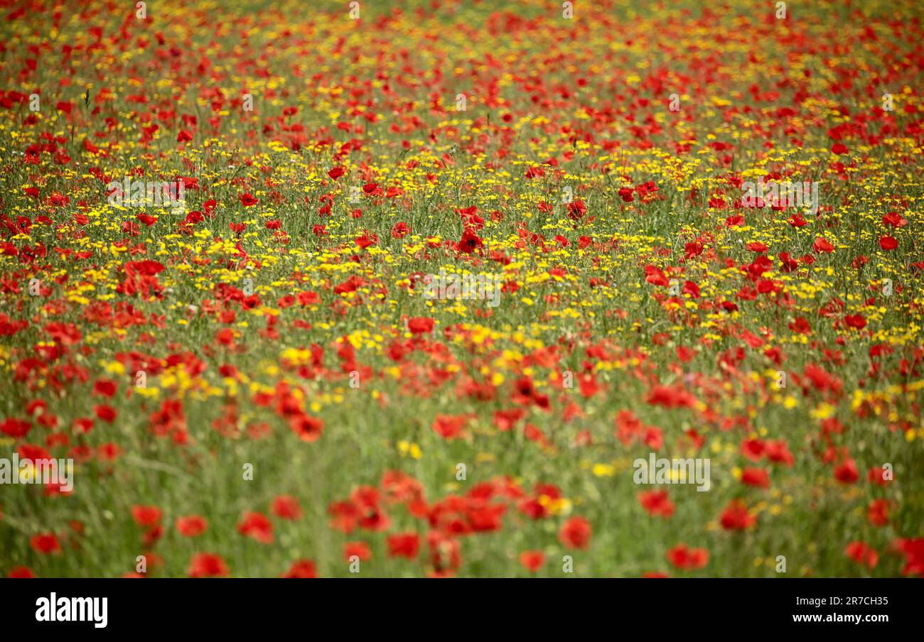 Wild poppies monet hi-res stock photography and images - Alamy